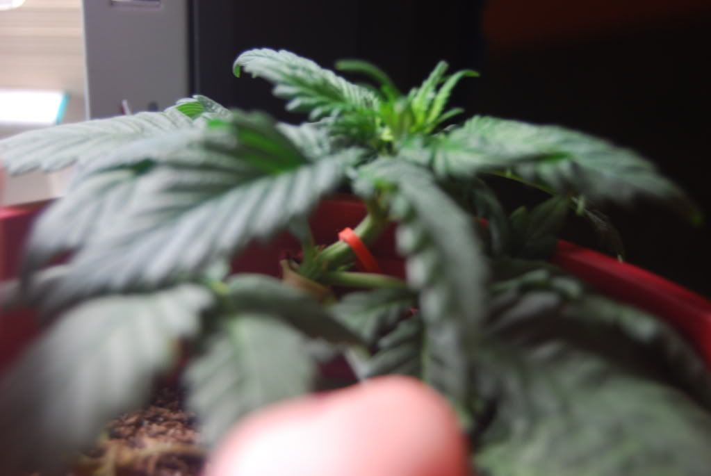 weed28004.jpg
