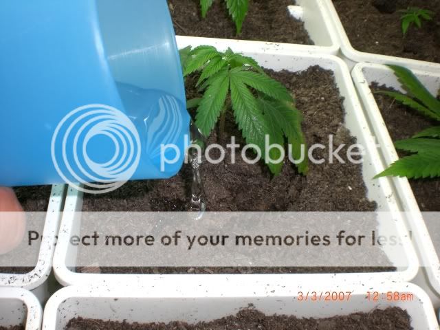 watering0.jpg