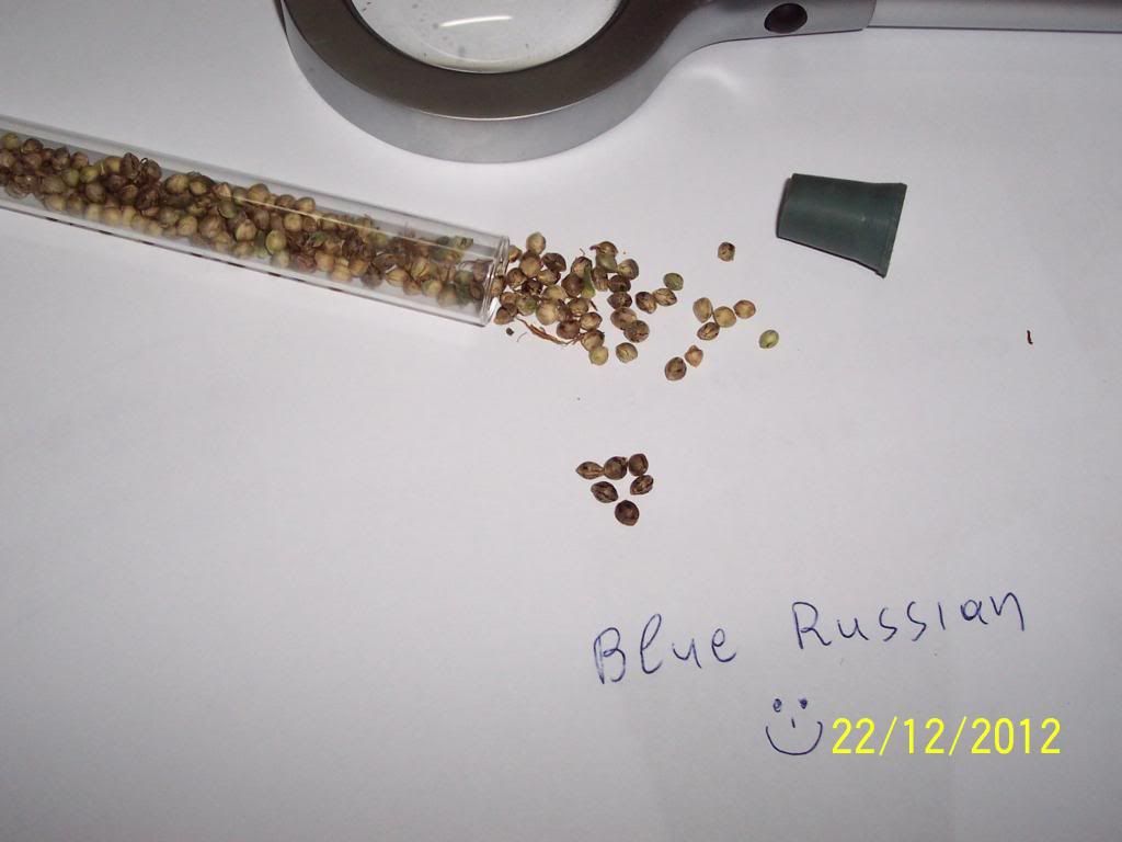 100_3079_zps5d7d1891.jpg