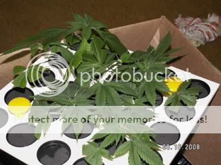 PICT0020.jpg