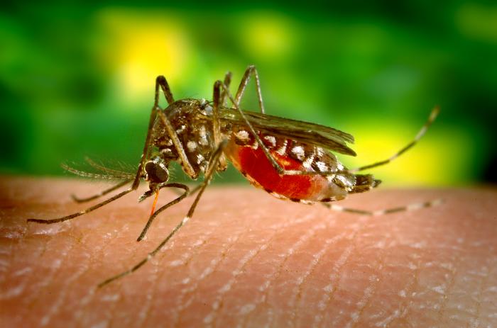 mosquito.jpg