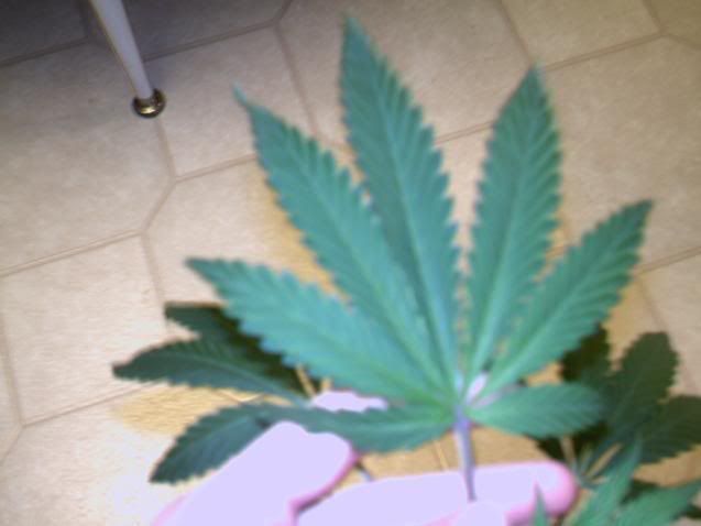 7leafFan.jpg