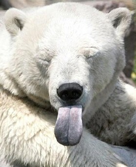 polar_bear_tongue.jpg