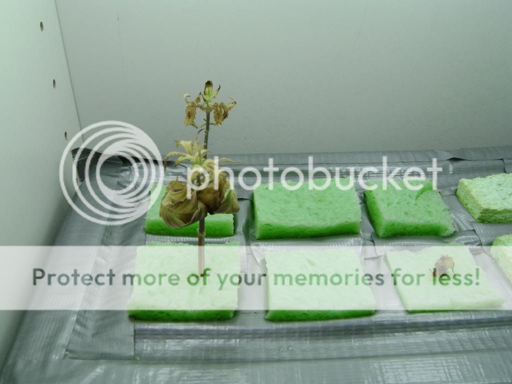 DSC01077.jpg