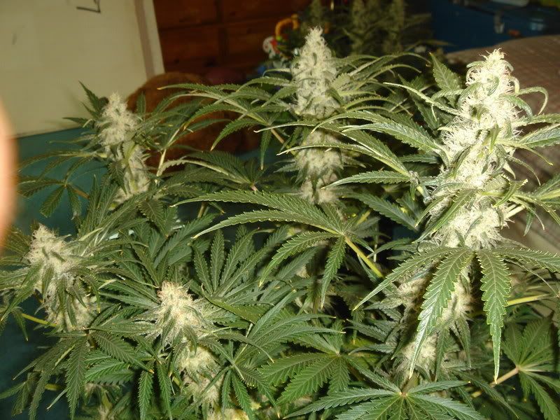 Pistils012.jpg