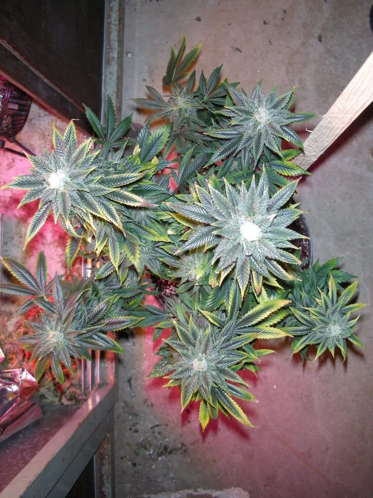 DSCN2424.jpg