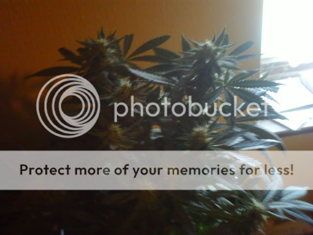 PICT0077.jpg