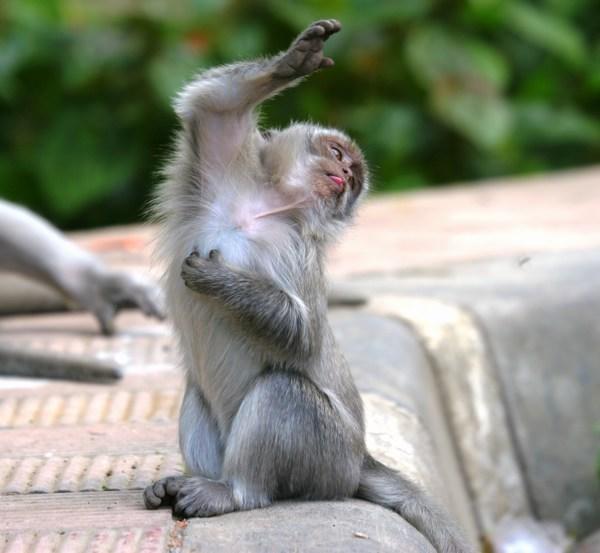 499580-dancing-monkey-0.jpg