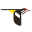www.allaboutbirds.org