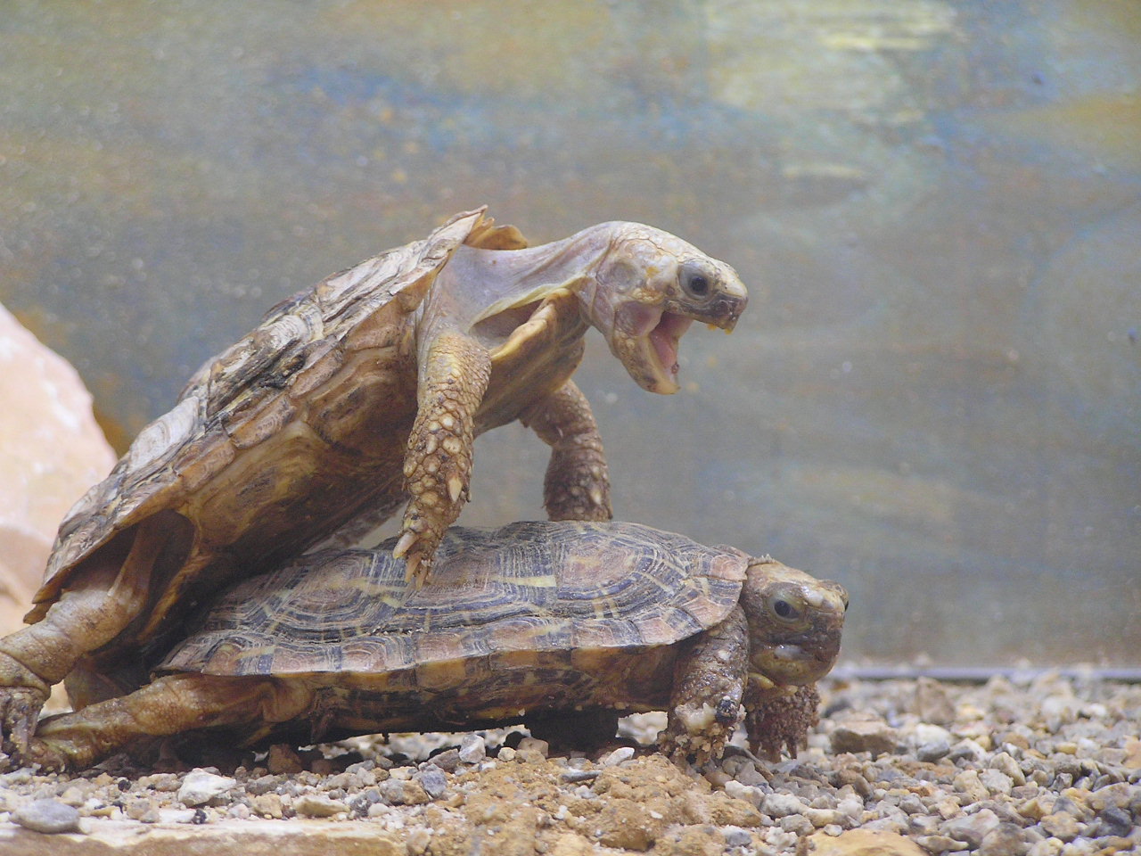 Turtle_Sex.jpg