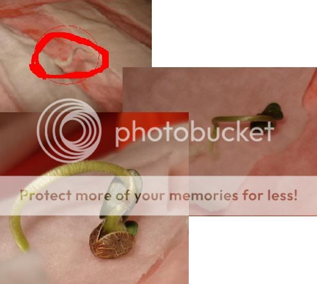 thebirth.jpg