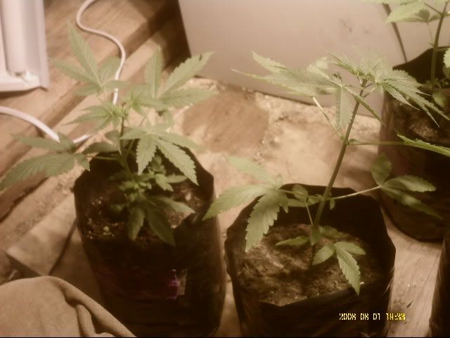 PICT0038.jpg