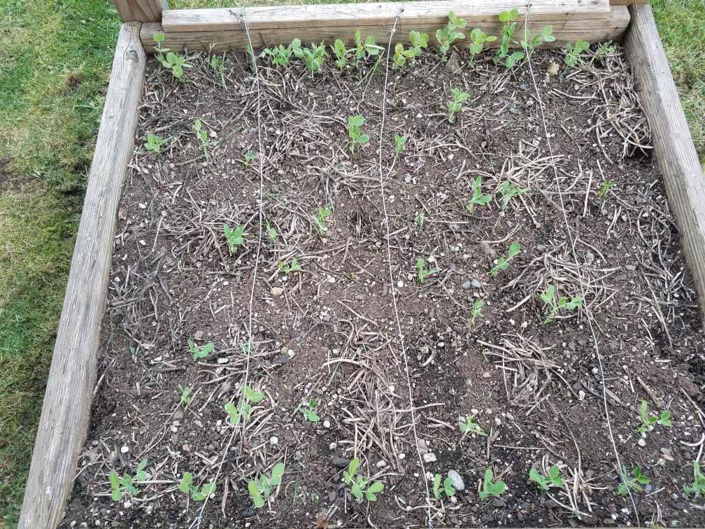 garden403282021.jpg