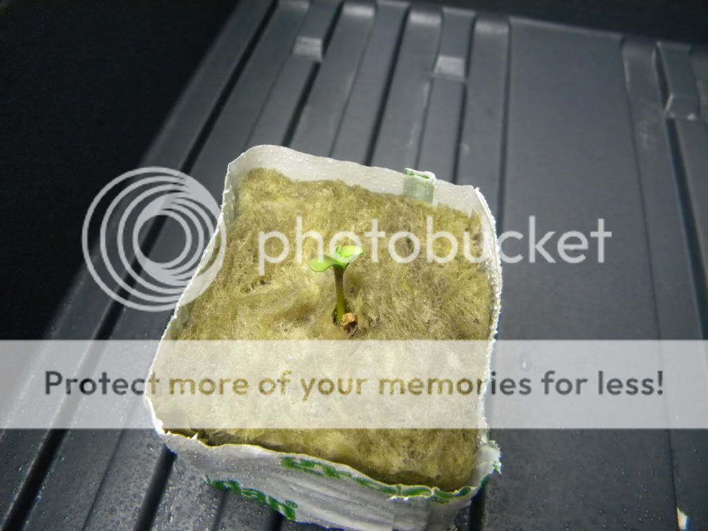 DSCN0825.jpg