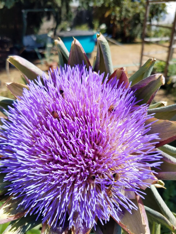 beesartichokeflower.jpg