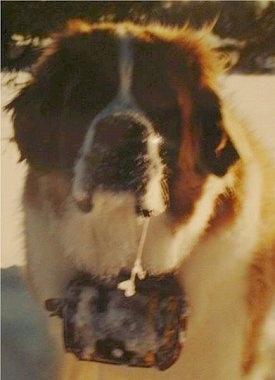 StBernardArchieSnow2.jpg