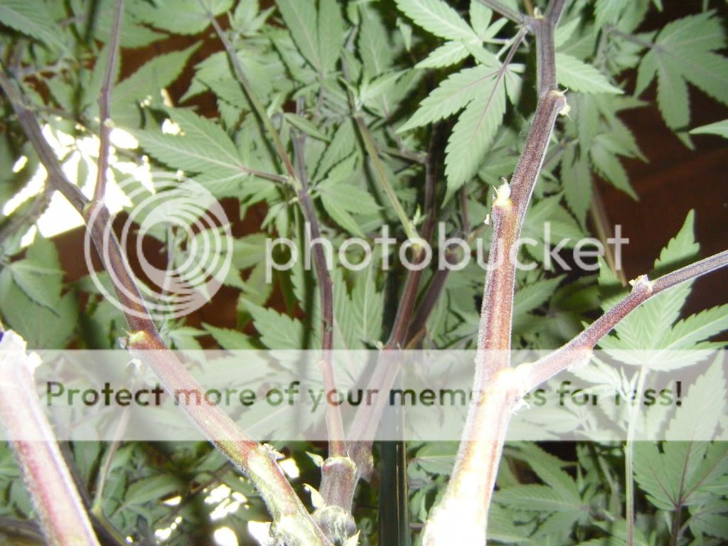 DSCF8173.jpg