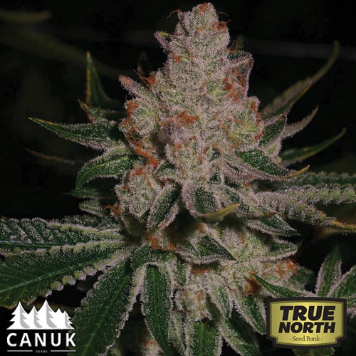 truenorthseedbank.com