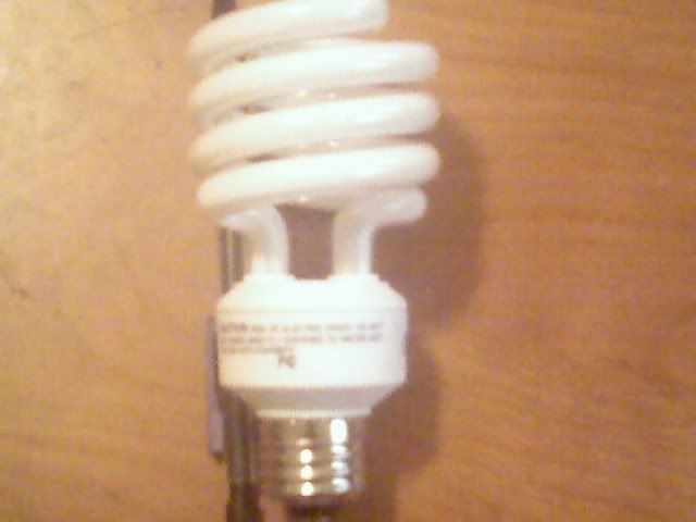 bulb.jpg
