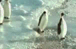 tumblr_m2i72zRU9b1r7qpz5o1_250.gif