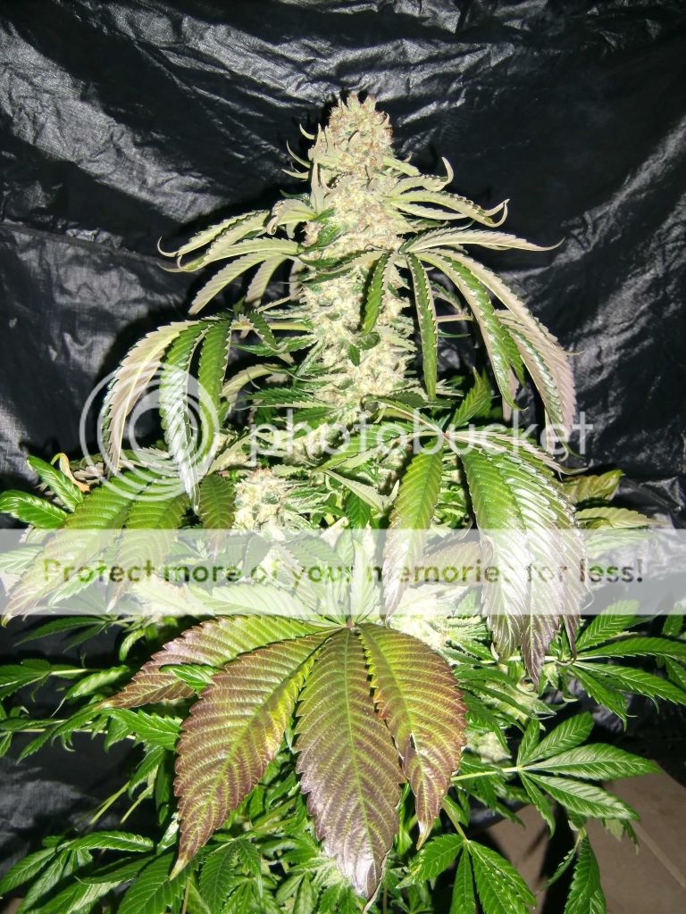 af9aff8e.jpg