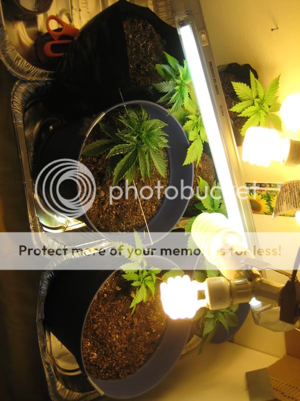 plants003.jpg