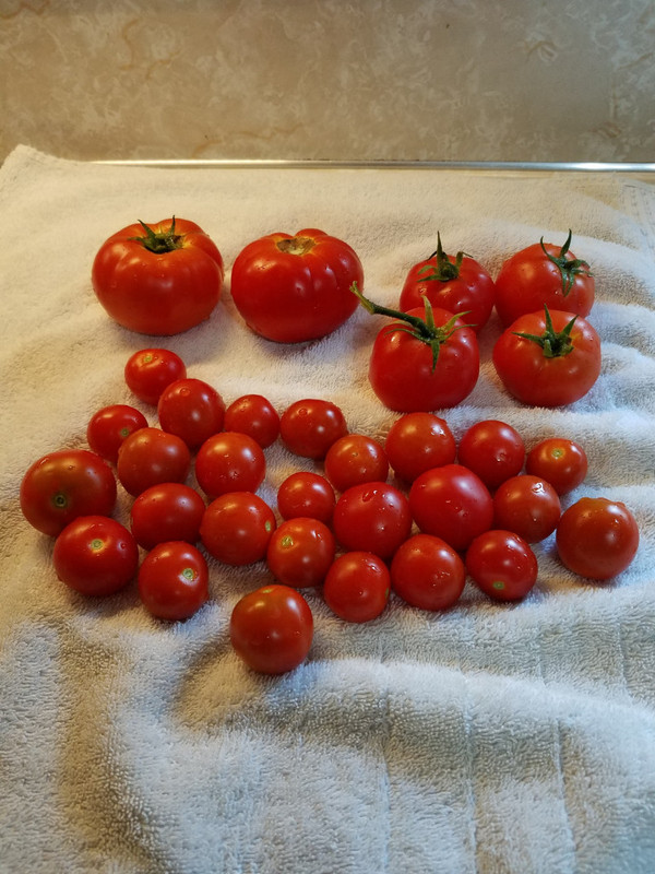 tomato5a.jpg