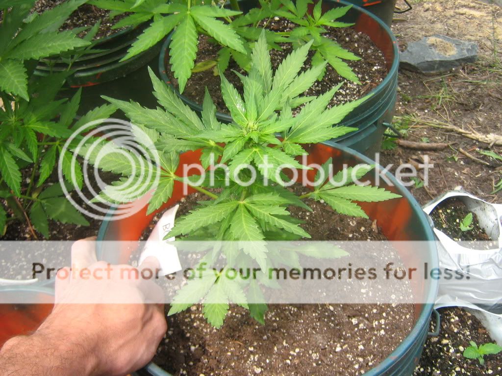 AutoBlueberry4.jpg
