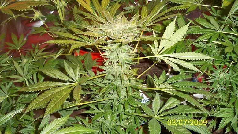 KUSH.jpg