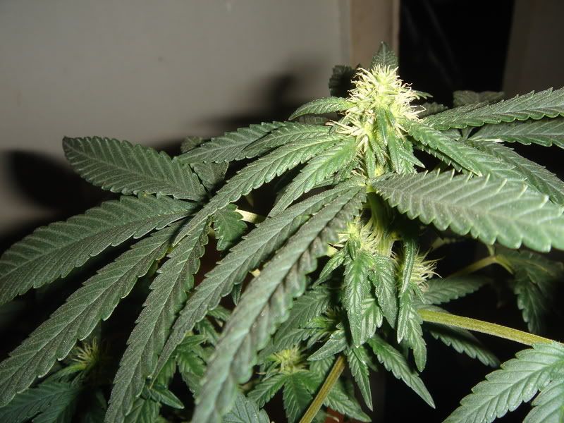 10-7-08005.jpg