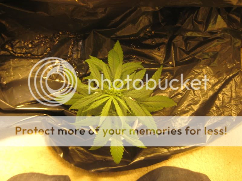 plants317.jpg