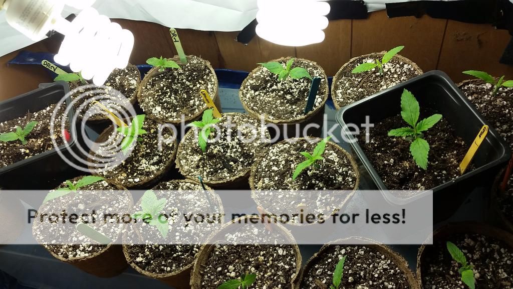 20150104_194950_zps54d3e7ac.jpg
