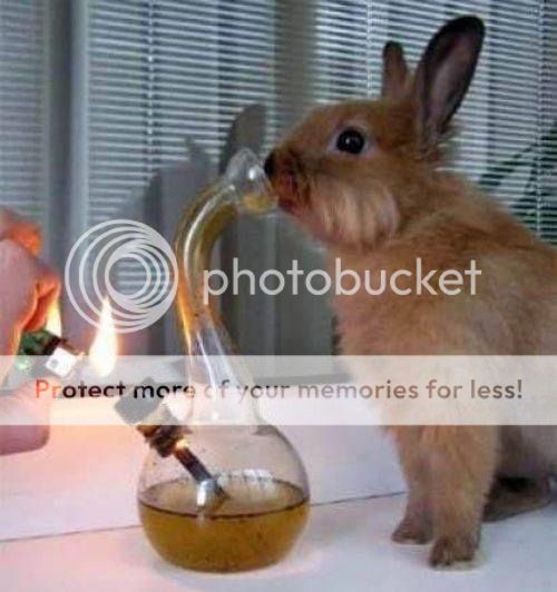 fun_zpsf087f9d3.jpg