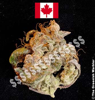 canadianweed_byGW2007.jpg