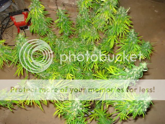 TSSLifeofPlant036.jpg