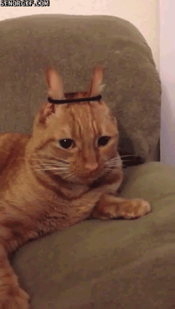 gifs_08.gif