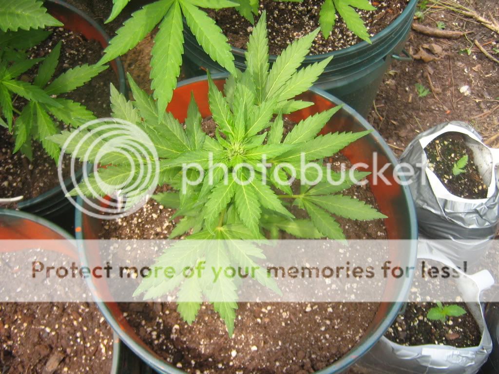 AutoBlueberry5.jpg