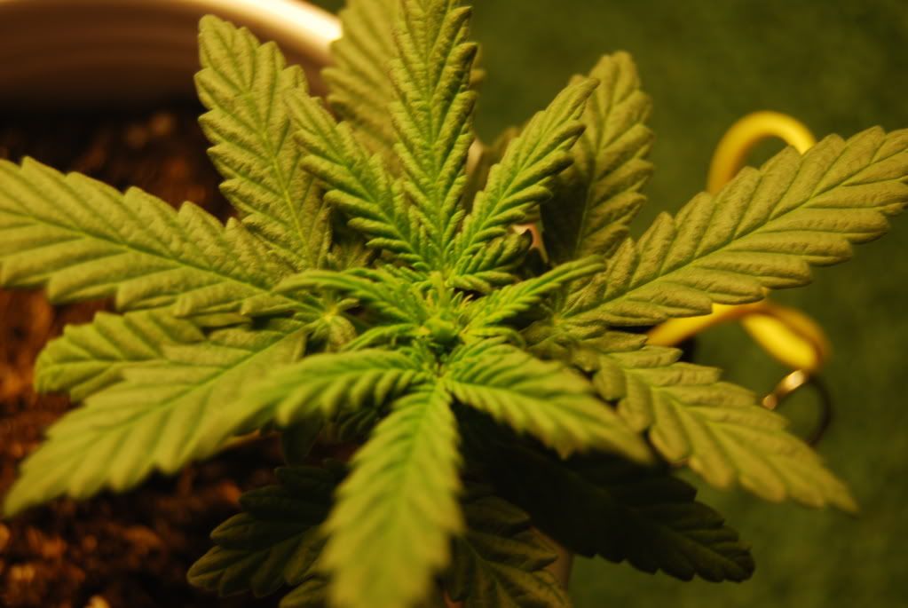 weed36004.jpg