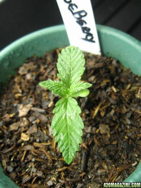 motherseedlings_Agst18_003.jpg