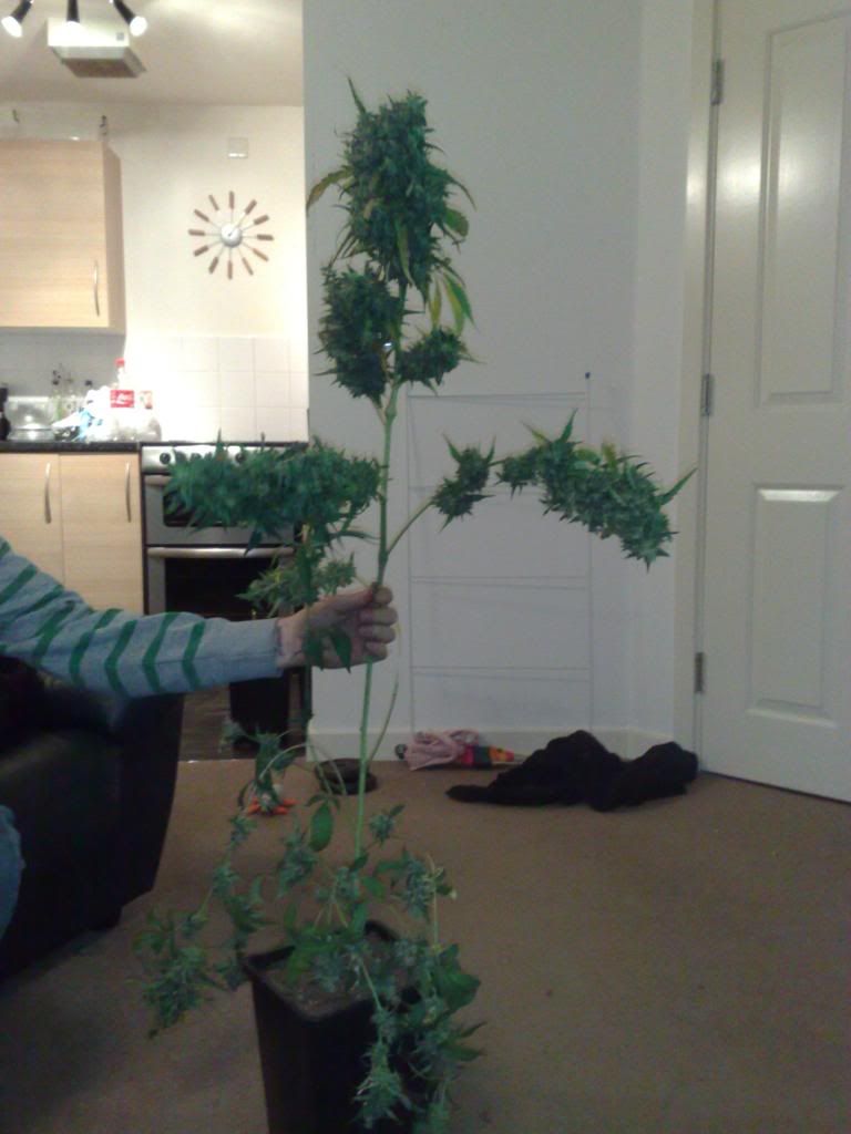 trim014.jpg