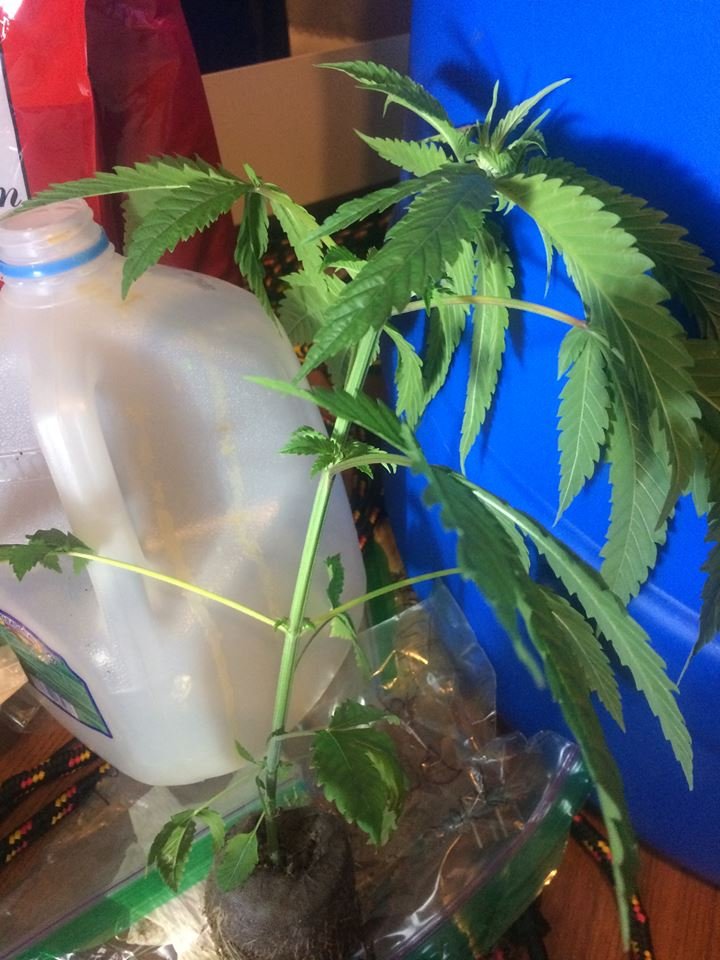 Preflower_Early_Durban_Whole_Plant.jpg