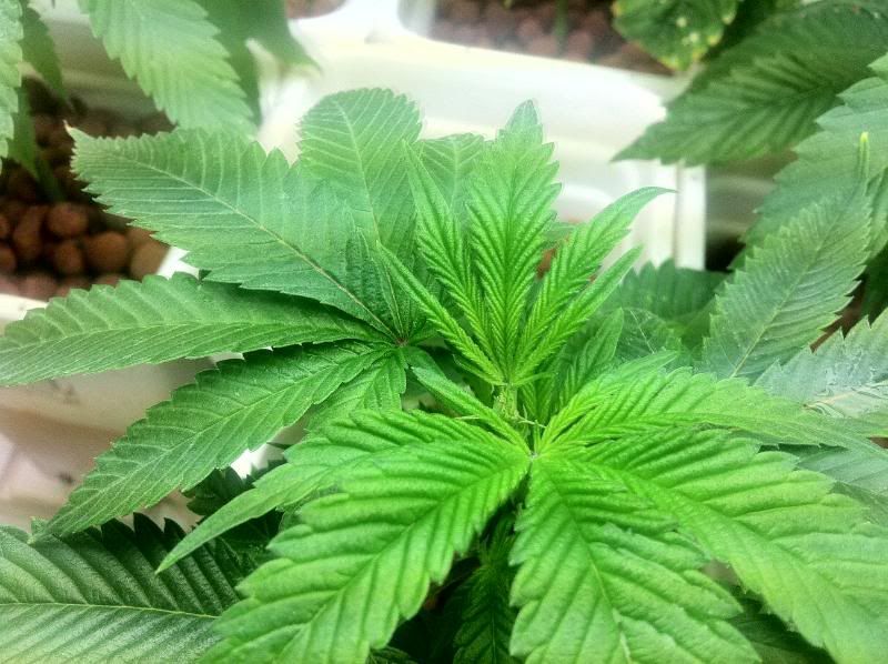 grow149.jpg