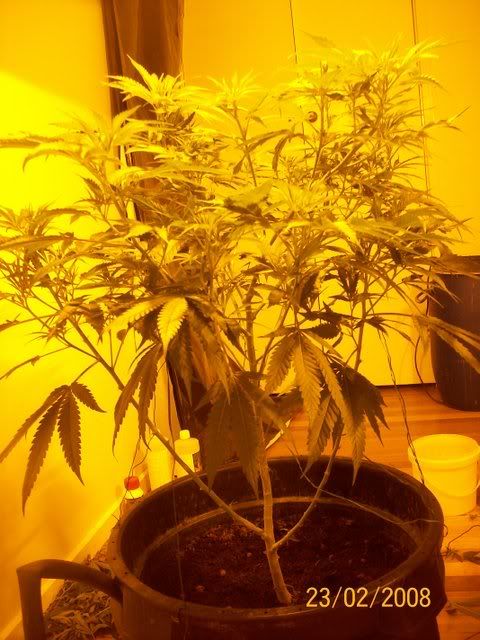 Plants054.jpg