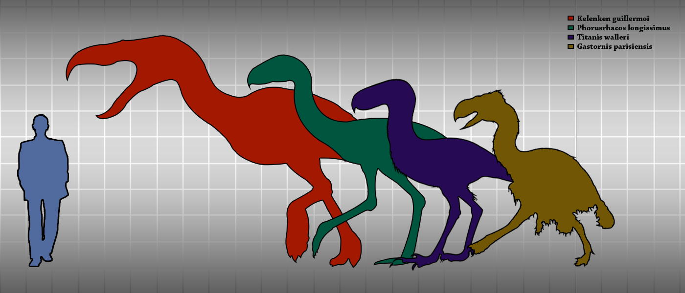 Terror_birds_and_Gastornis_height_comparison.jpg