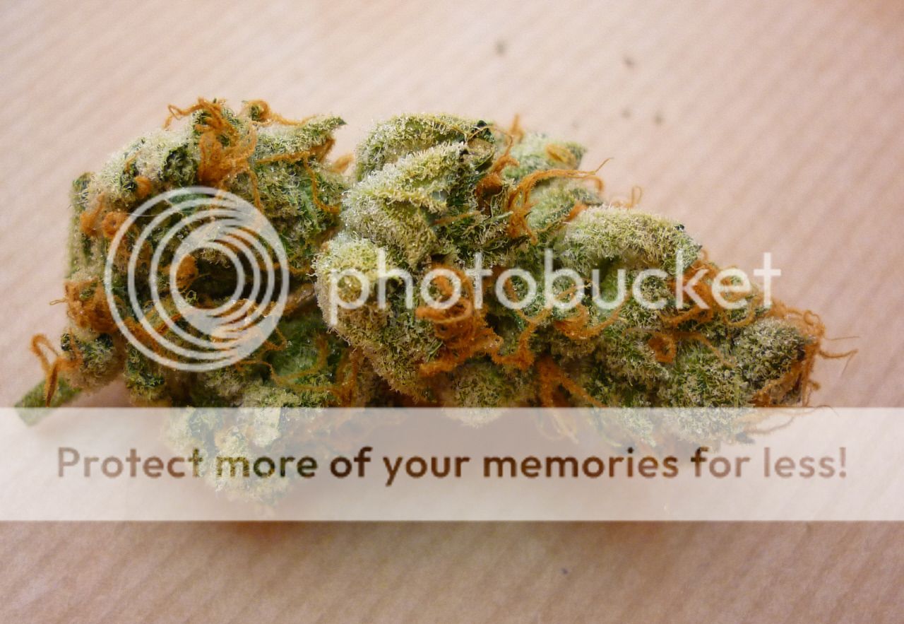orangebud10.jpg