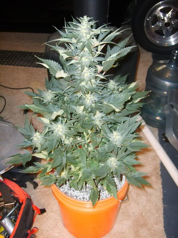 6weeksflowering008.jpg