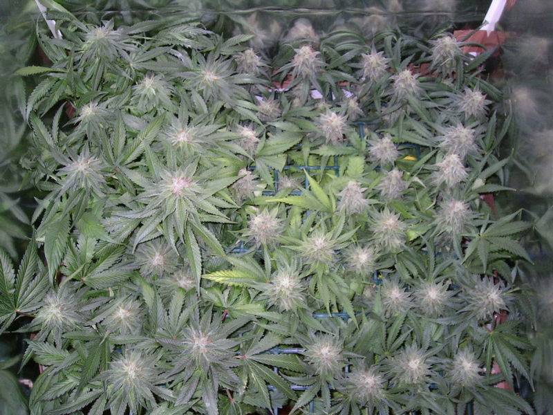 1280Scrog_47d.JPG