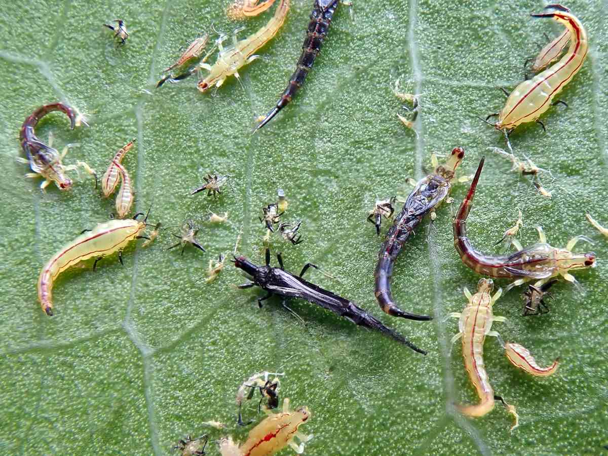 www.nature-and-garden.com