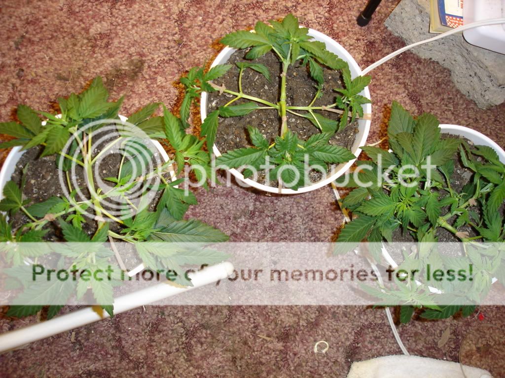 DSC03105.jpg