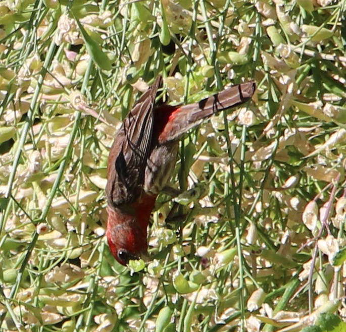 birdradish08032022.jpg